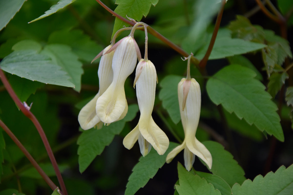 Ichyoselmis macrantha (Chinese Bleeding Heart) syn. Dicentra macrantha