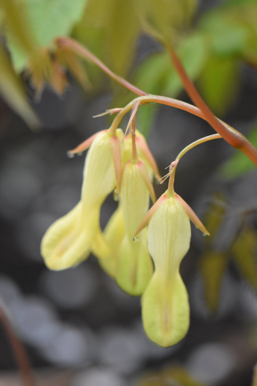 Ichyoselmis macrantha (Chinese Bleeding Heart) syn. Dicentra macrantha