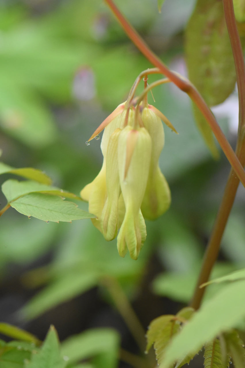 Ichyoselmis macrantha (Chinese Bleeding Heart) syn. Dicentra macrantha