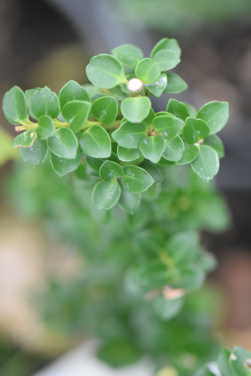 Ilex crenata 'Dwarf Pagoda'  (Dwarf Japanese Holly)