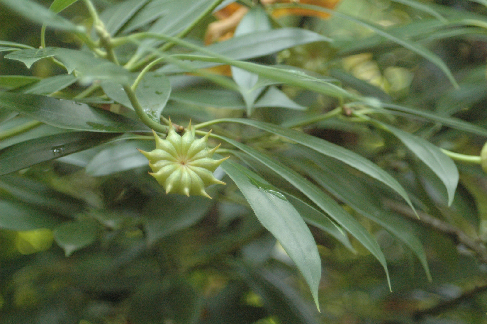 Illicium henryi (Henry Anise Tree)