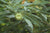Illicium henryi (Henry Anise Tree)