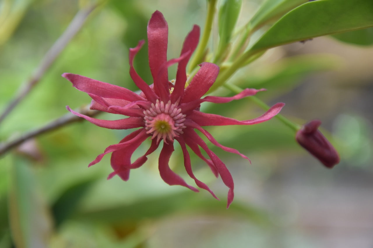 Illicium 'Woodland Ruby'  Anise Tree