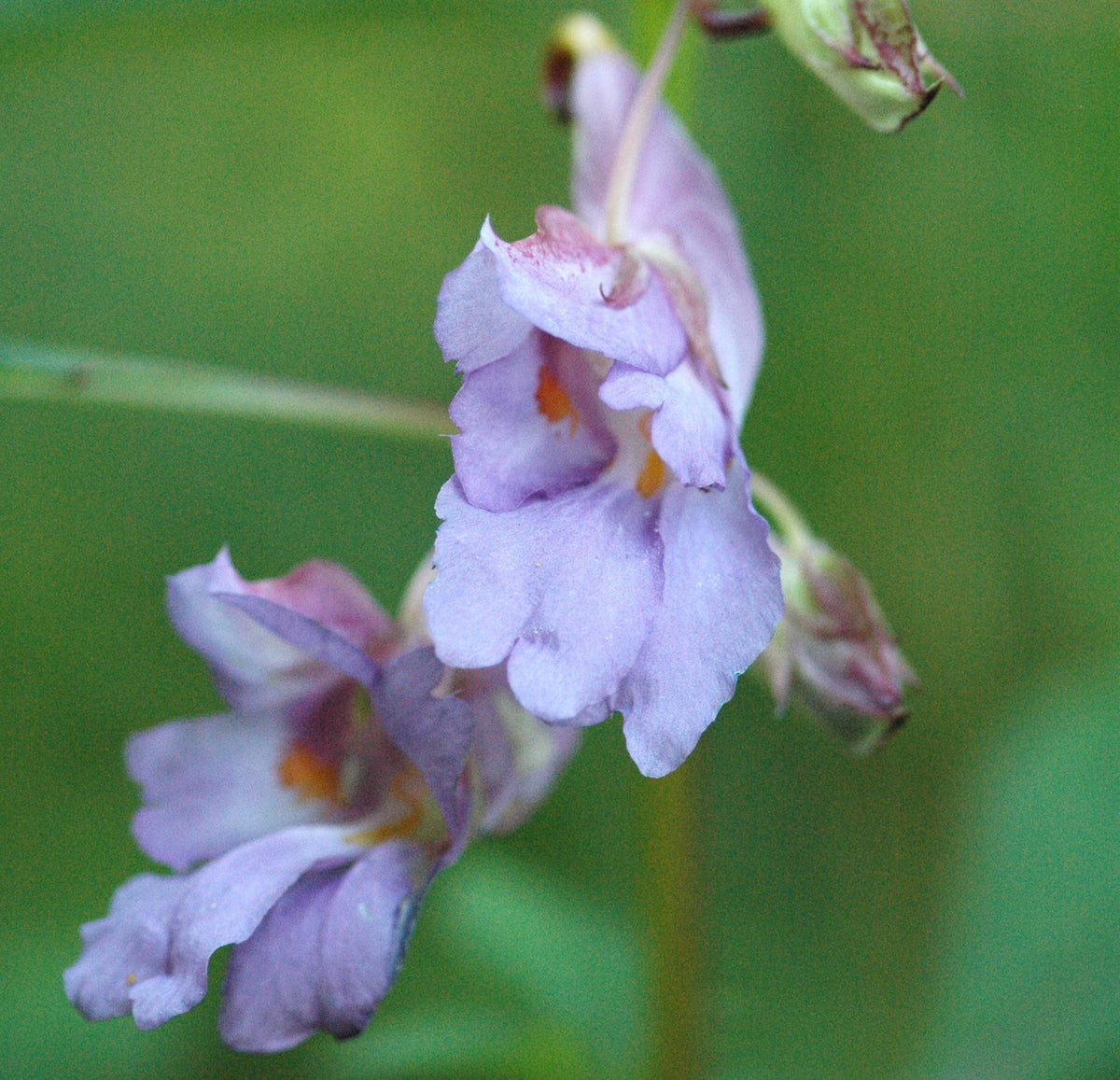 Impatiens arguta  (Hardy Impatiens)