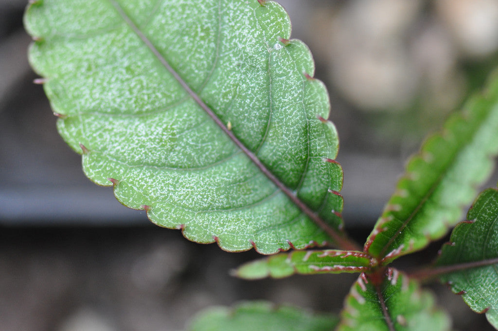 Impatiens omeana 'Ice Storm'   (Hardy Impatiens)