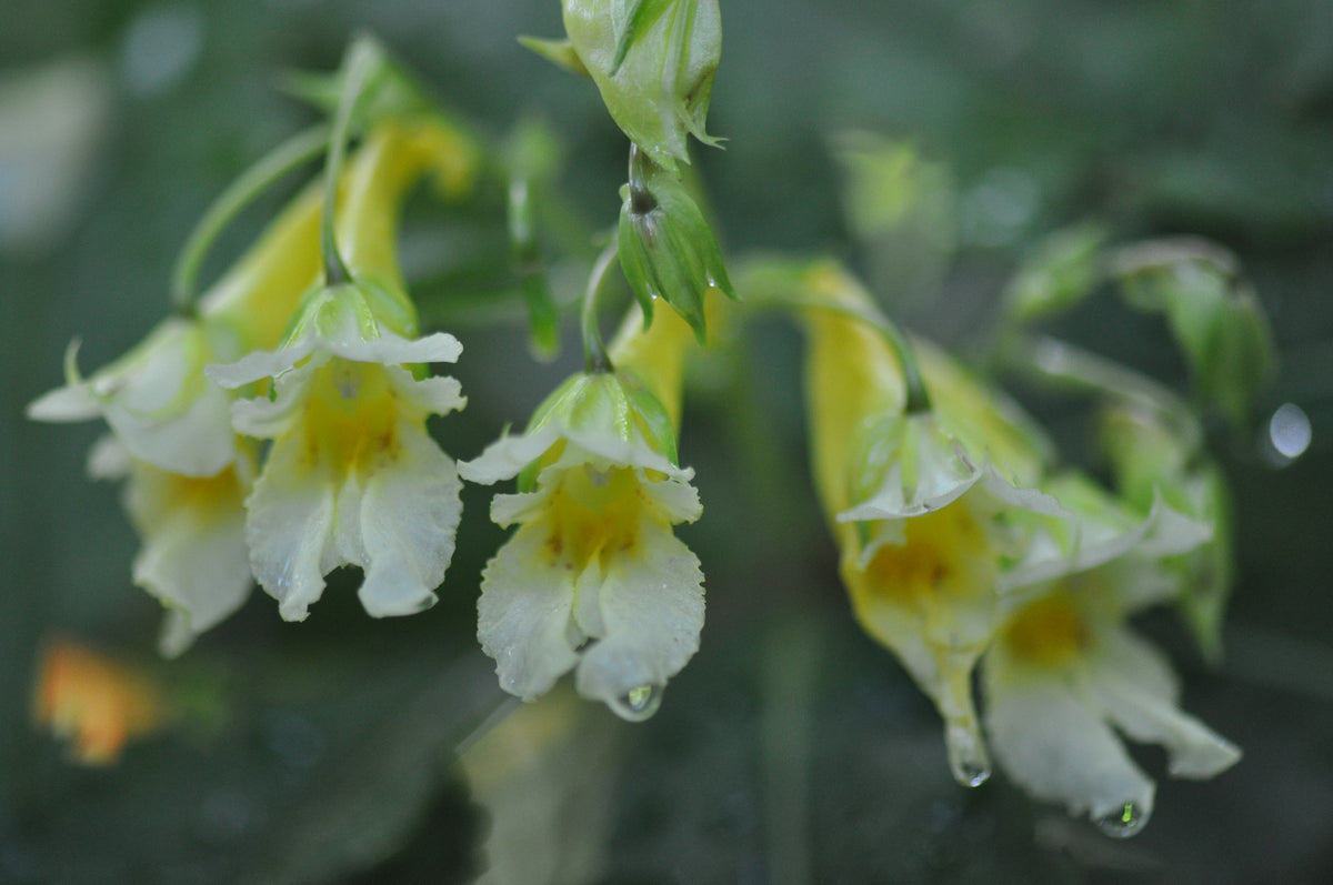Impatiens omeana 'Ice Storm'   (Hardy Impatiens)