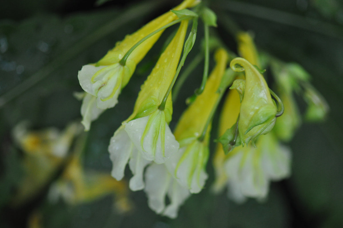 Impatiens omeana 'Ice Storm'   (Hardy Impatiens)
