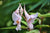 Impatiens sp. Pink (Hardy Impatiens)