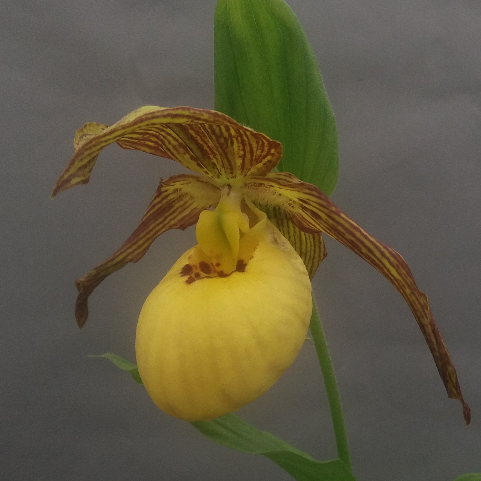 Cypripedium 'Inge'  (Hardy Orchid)