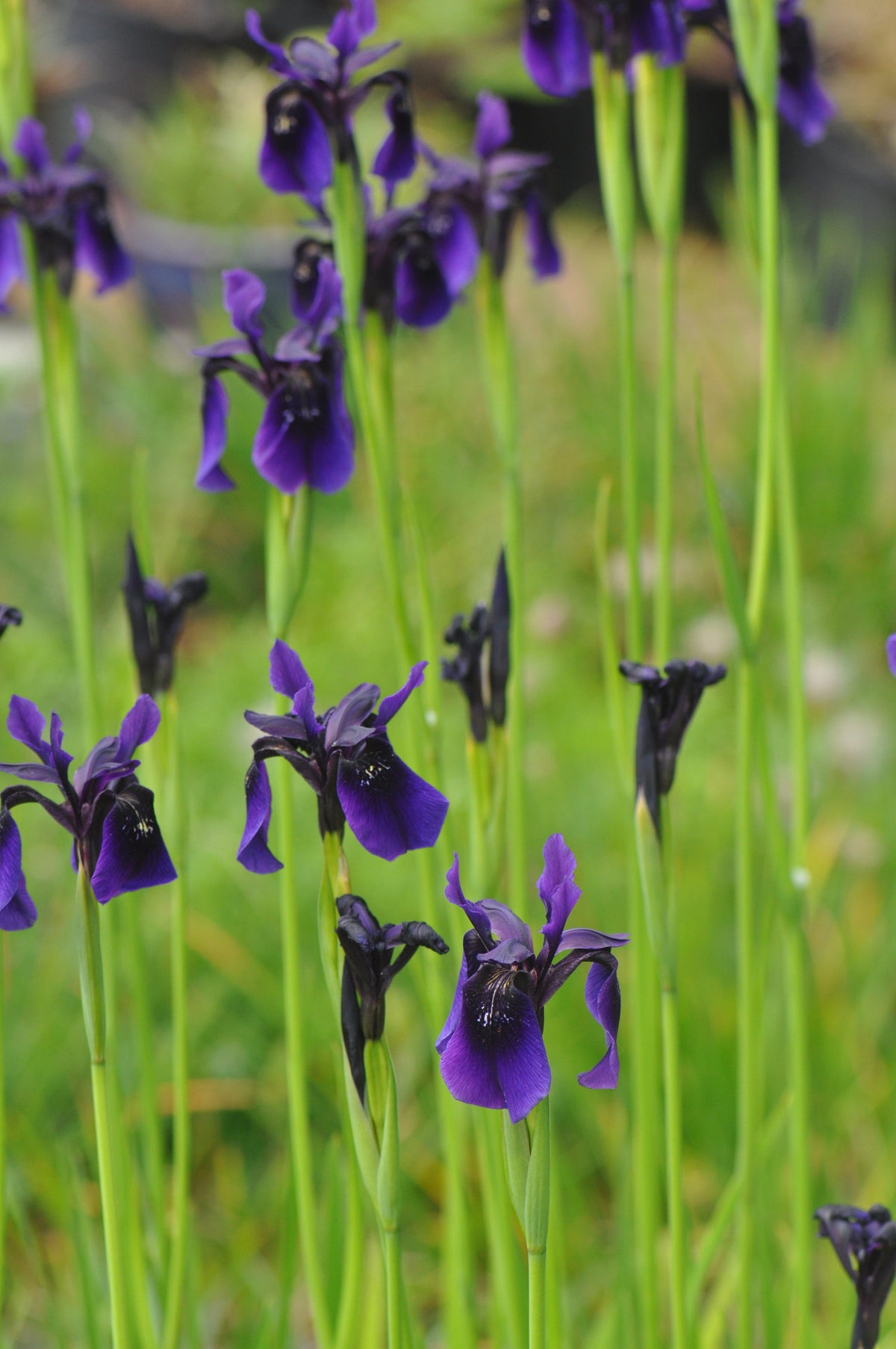 Iris chrysographes  (Black Iris)