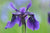 Iris chrysographes  (Black Iris)