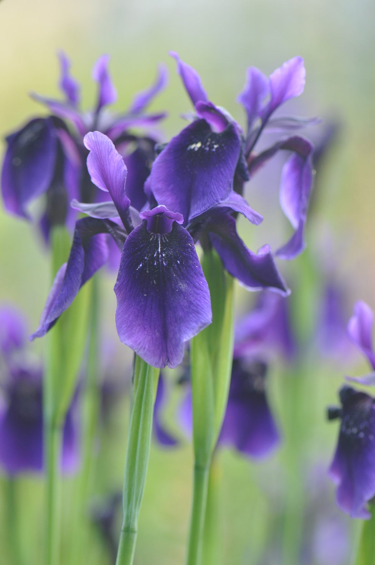Iris chrysographes  (Black Iris)