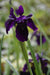 Iris chrysographes 'Black Form'  (Black Iris)