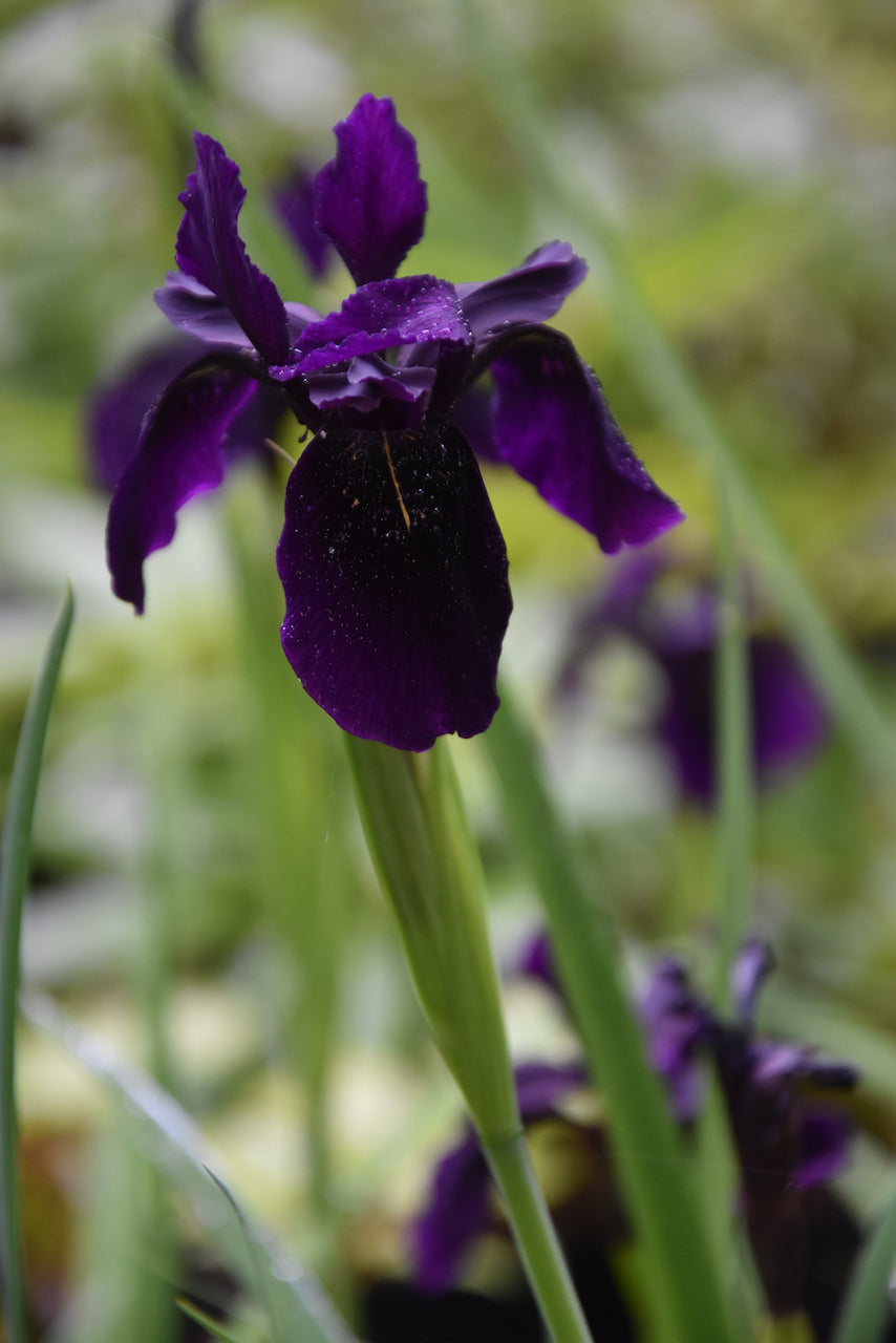 black iris plant Iris chrysographes 'Black Form' (Black Iris)