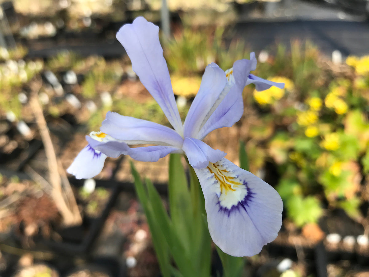 Iris cristat &#39;Powder Blue Giant&#39;  (Dwarf Crested Iris)