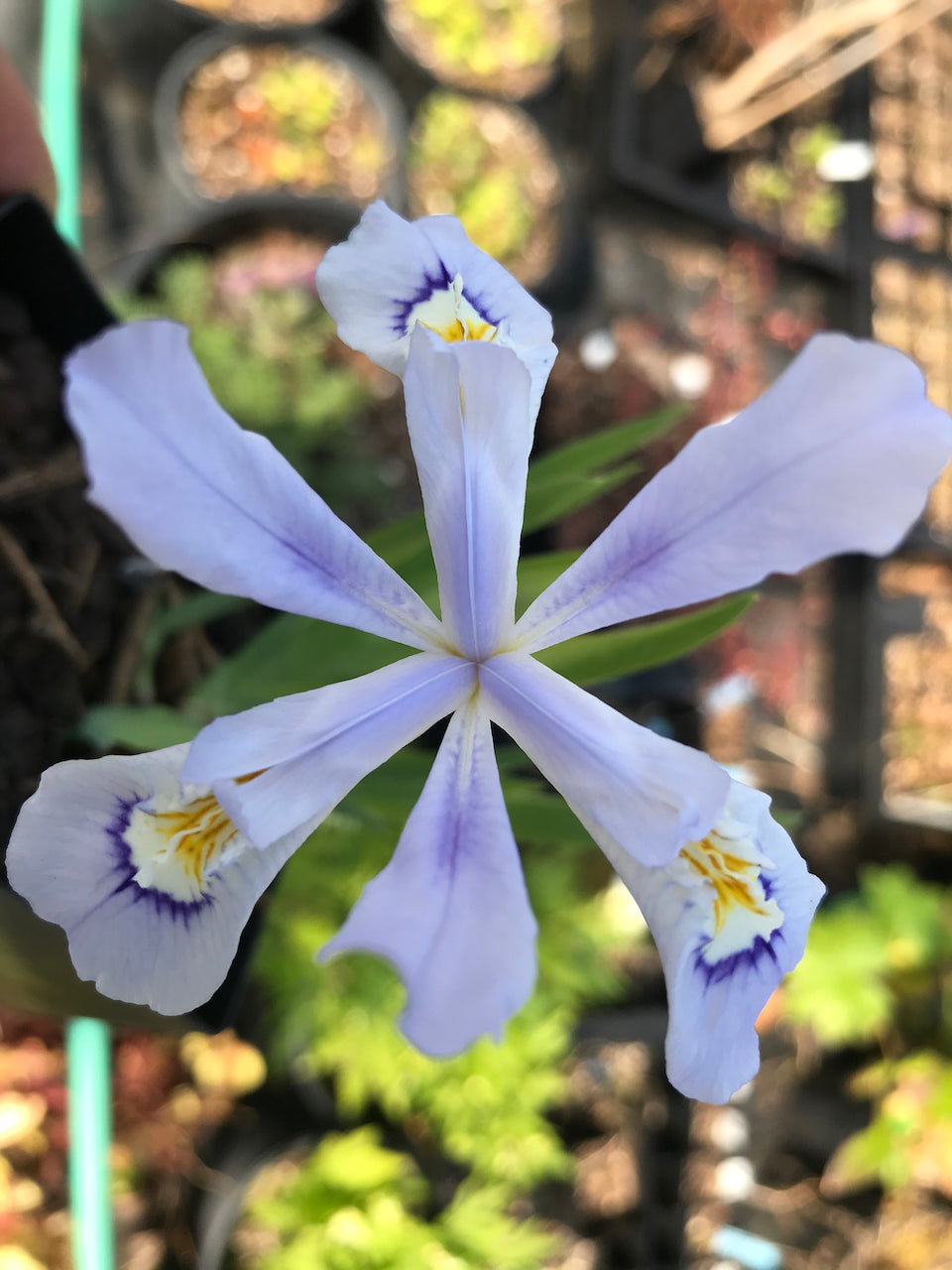 Iris cristat &#39;Powder Blue Giant&#39;  (Dwarf Crested Iris)