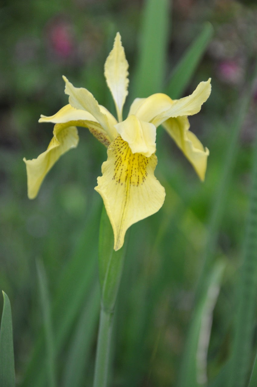 Iris forrestii  ZHNP172 (Forrest&#39;s Iris)