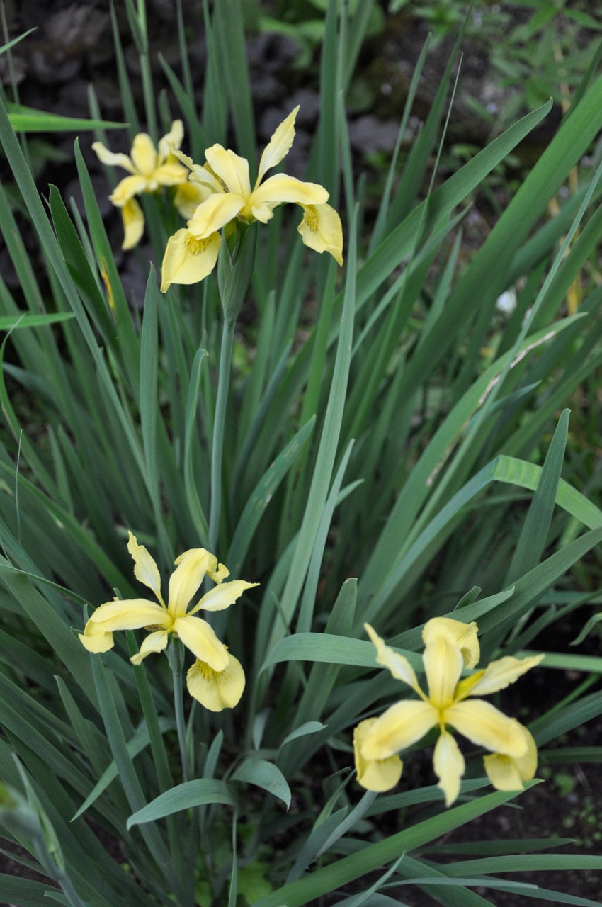 Iris forrestii  ZHNP172 (Forrest&#39;s Iris)