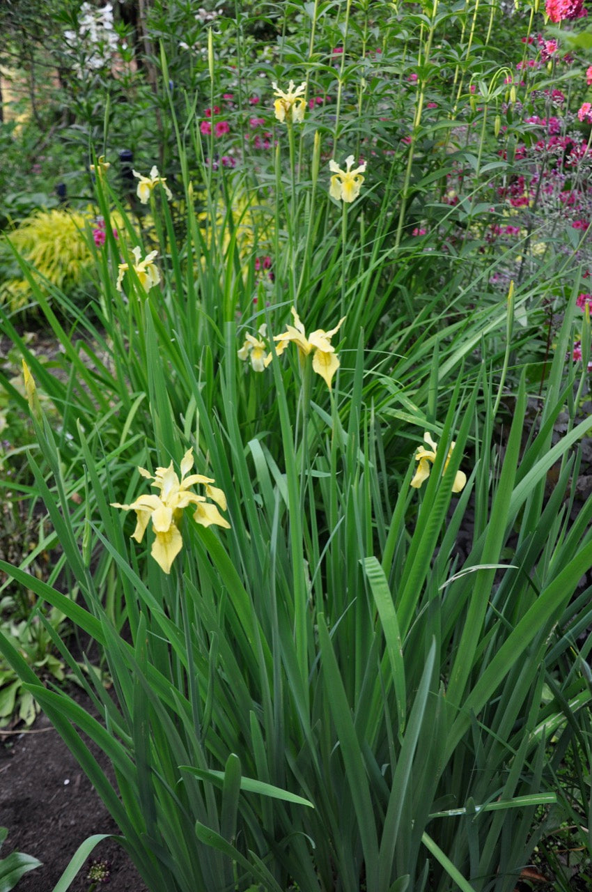 Iris forrestii  ZHNP172 (Forrest&#39;s Iris)
