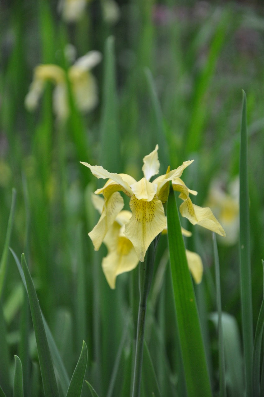 Iris forrestii  ZHNP172 (Forrest&#39;s Iris)