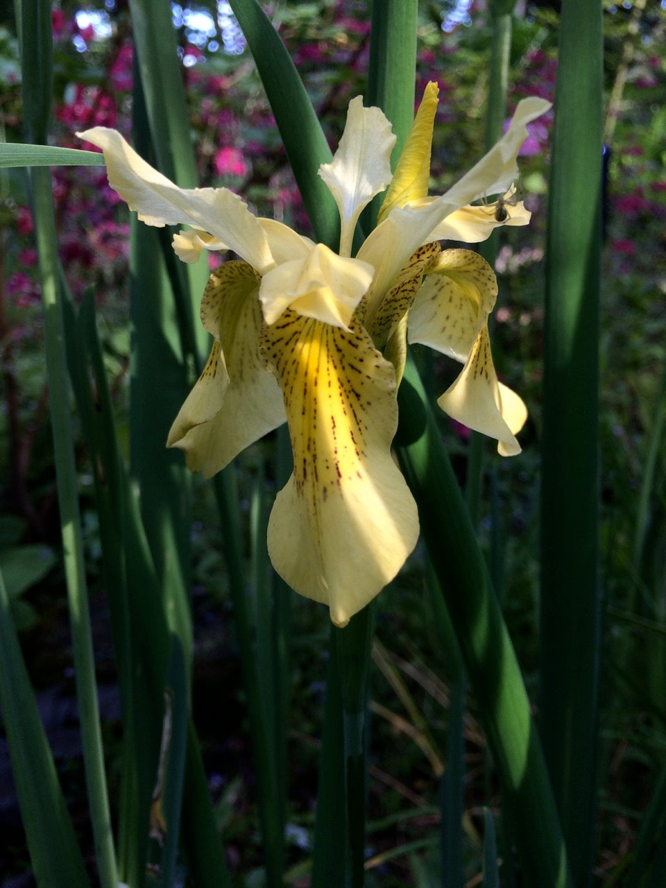 Iris forrestii  ZHNP172 (Forrest&#39;s Iris)