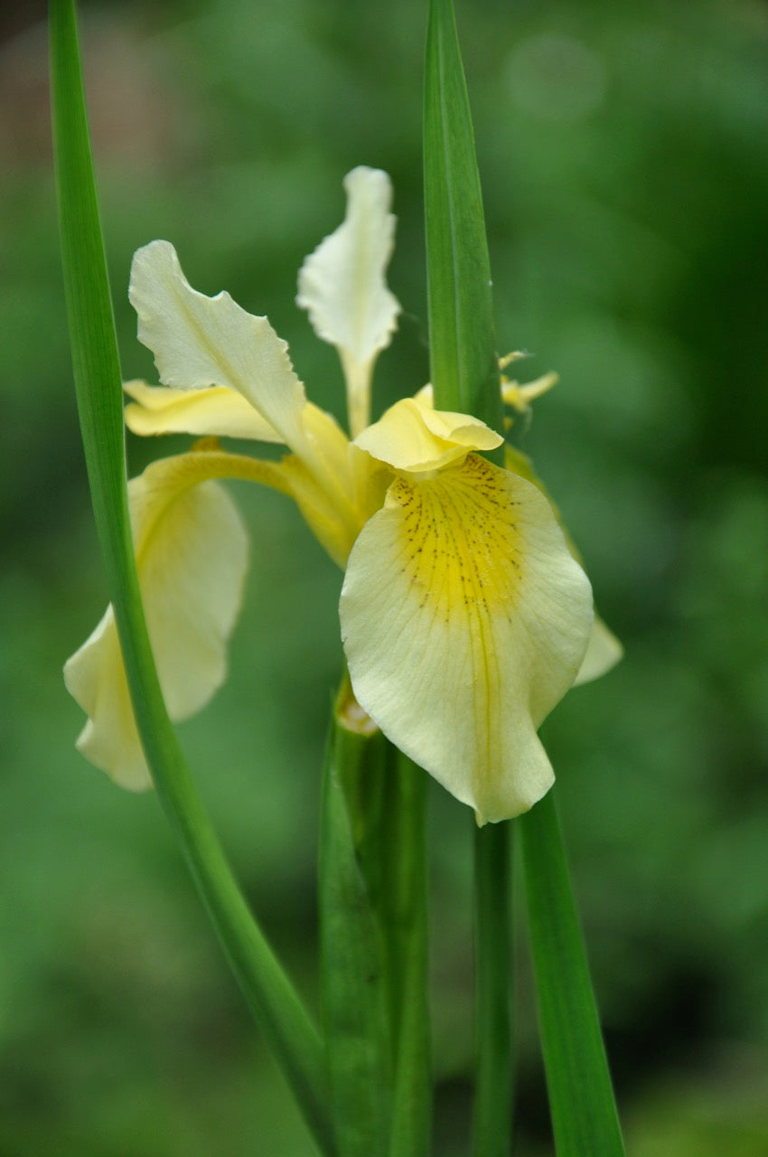 Iris forrestii  ZHNP172 (Forrest&#39;s Iris)