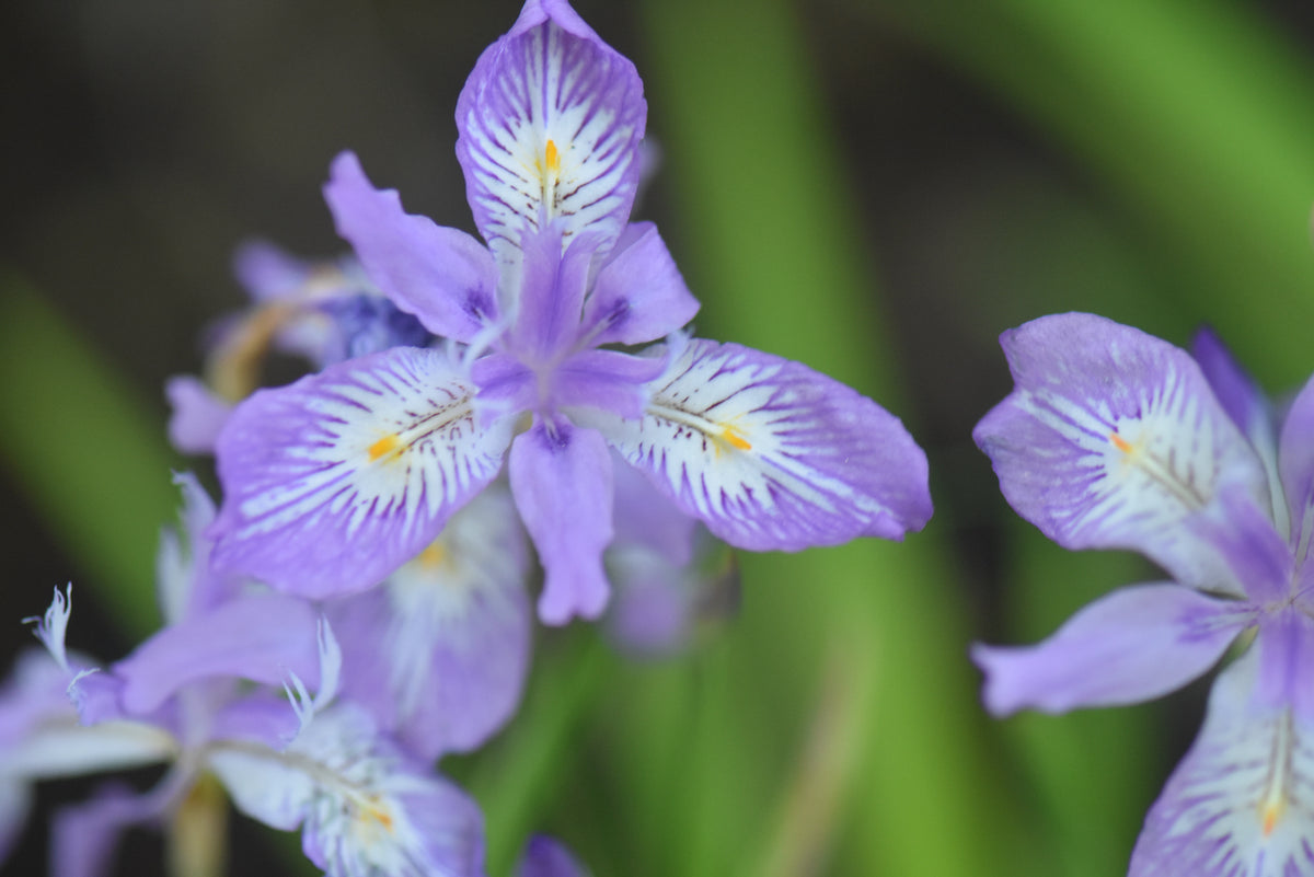 Iris gracilipes (Japanese Dwarf Iris)