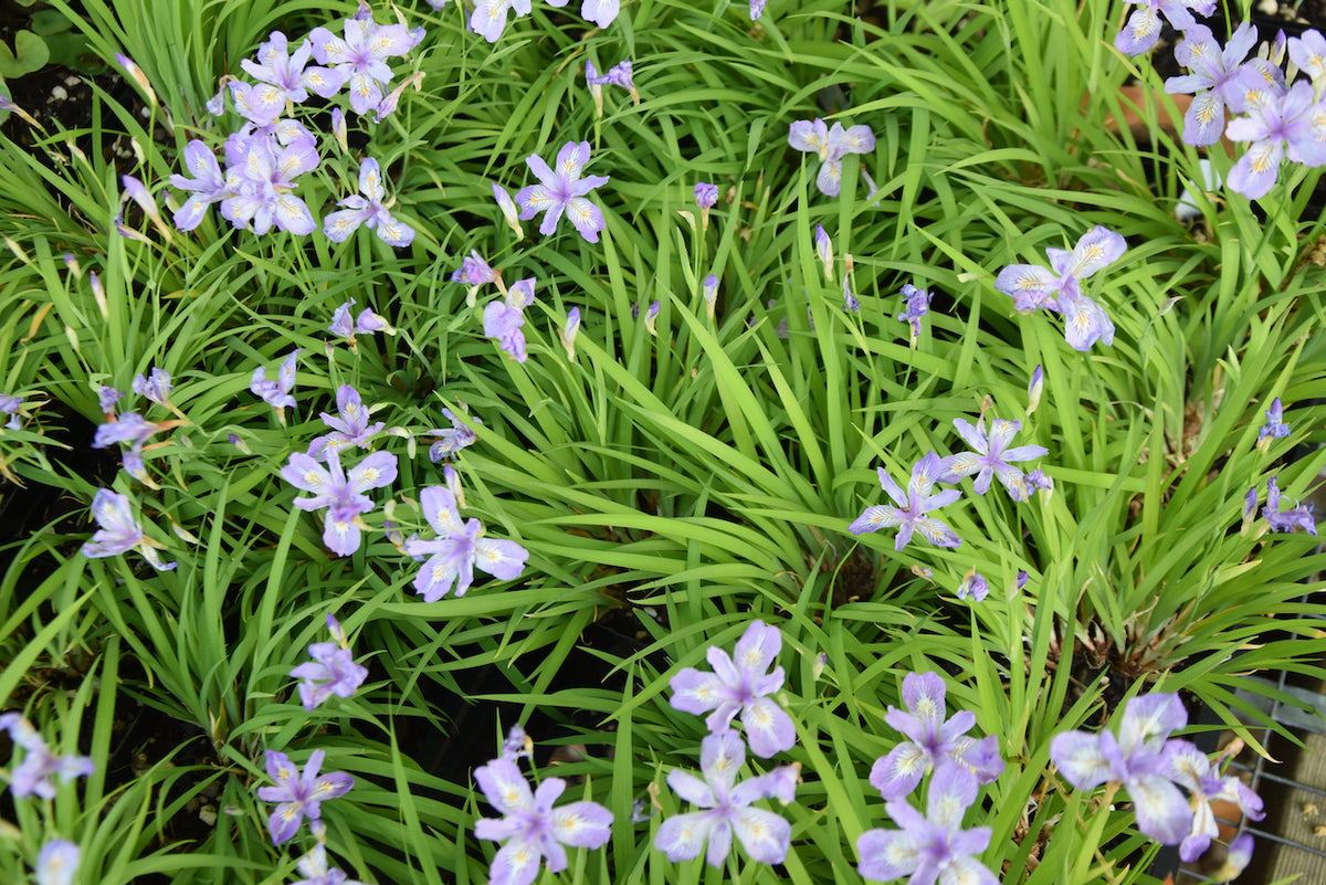 Iris gracilipes  (Japanese Dwarf Iris)