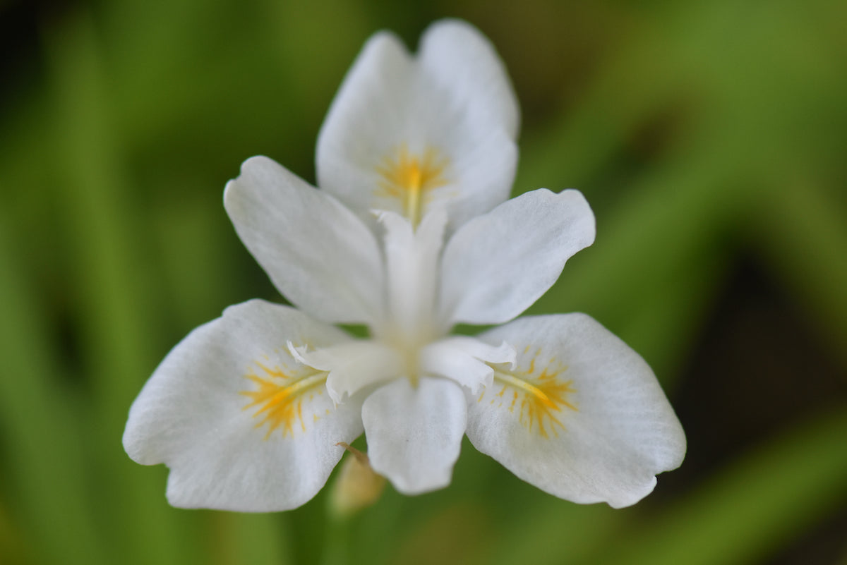 Iris gracilipes f. alba (Japanese Dwarf Iris)