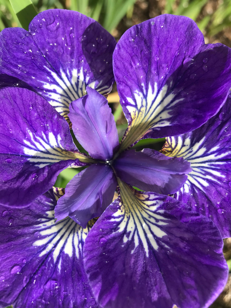 Iris siberica 'I See Stars' (I See Stars Siberian Iris)