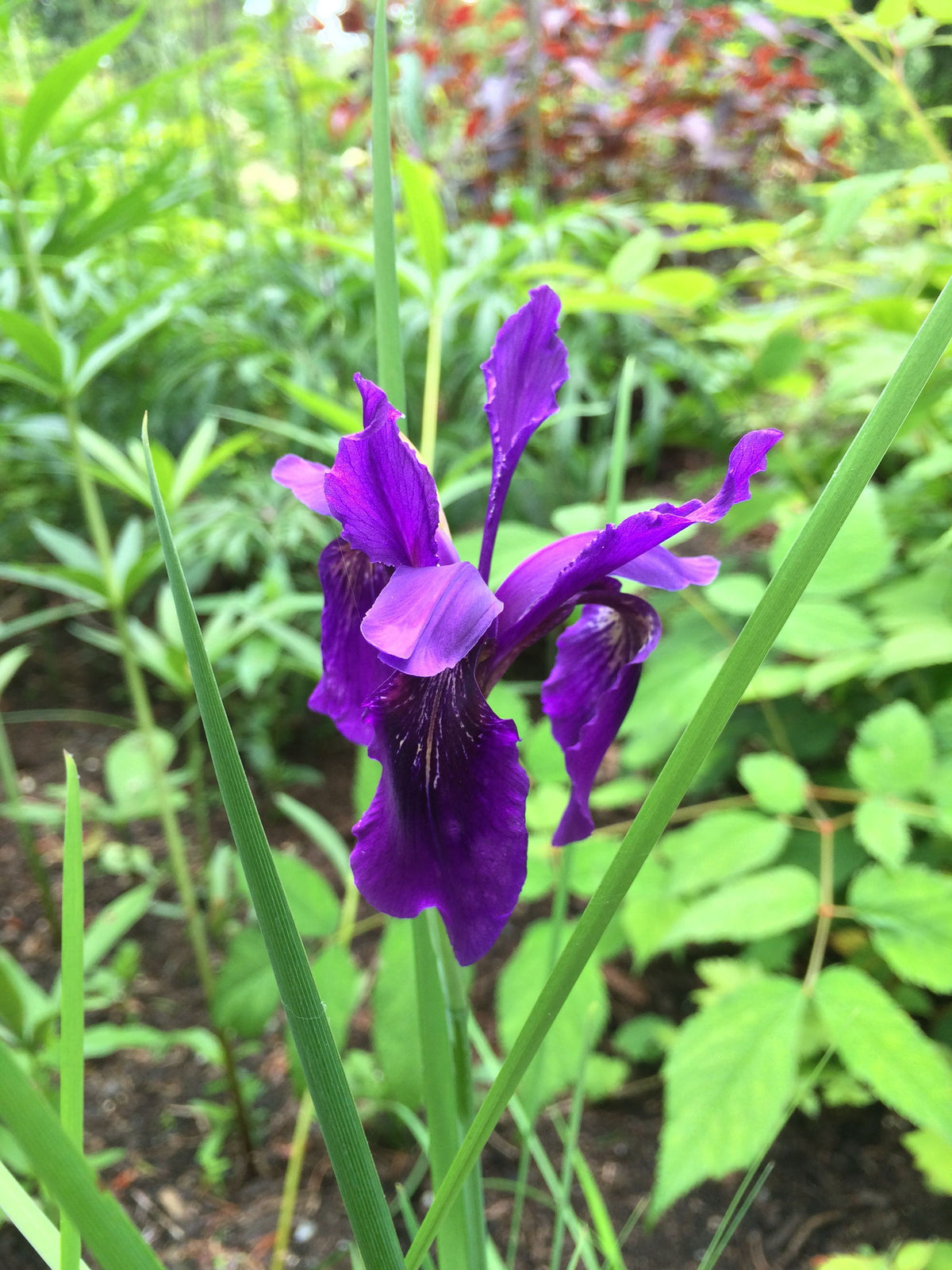 Iris sp. ZHNP 111 (Species Iris)