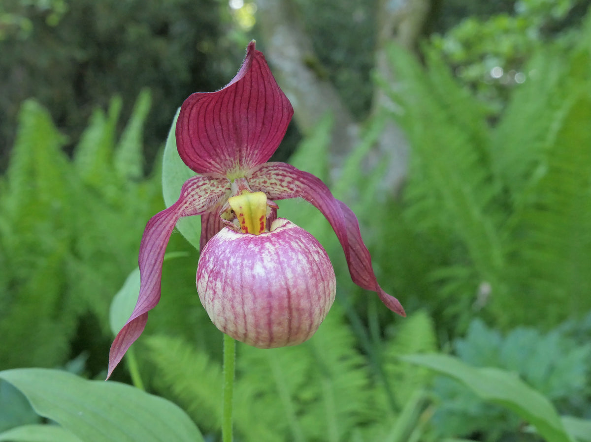 Cypripedium &#39;Johnny Petersen&#39;  (Lady&#39;s Slipper Orchid)