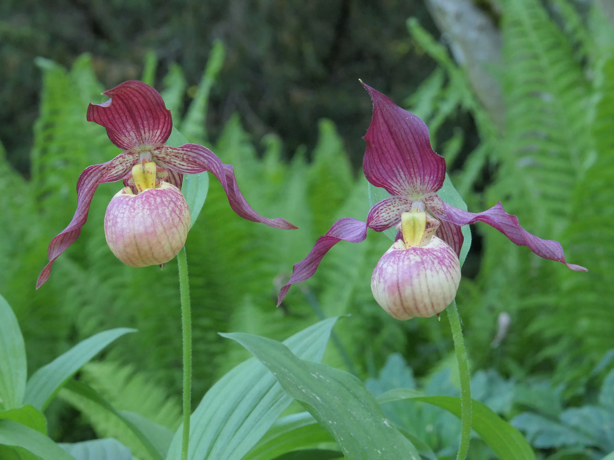 Cypripedium &#39;Johnny Petersen&#39;  (Lady&#39;s Slipper Orchid)