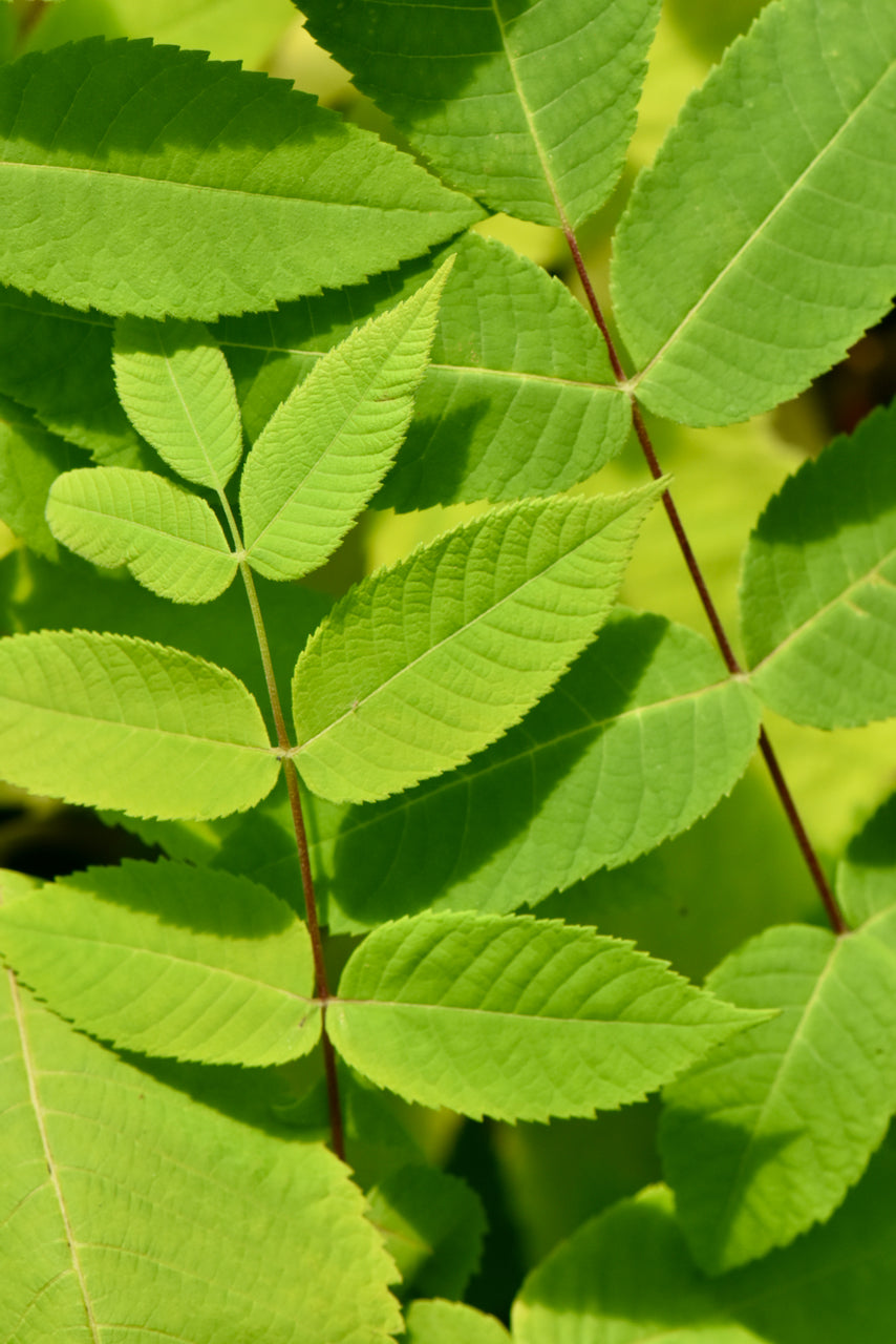 Juglans cinerea (Butter Nut)