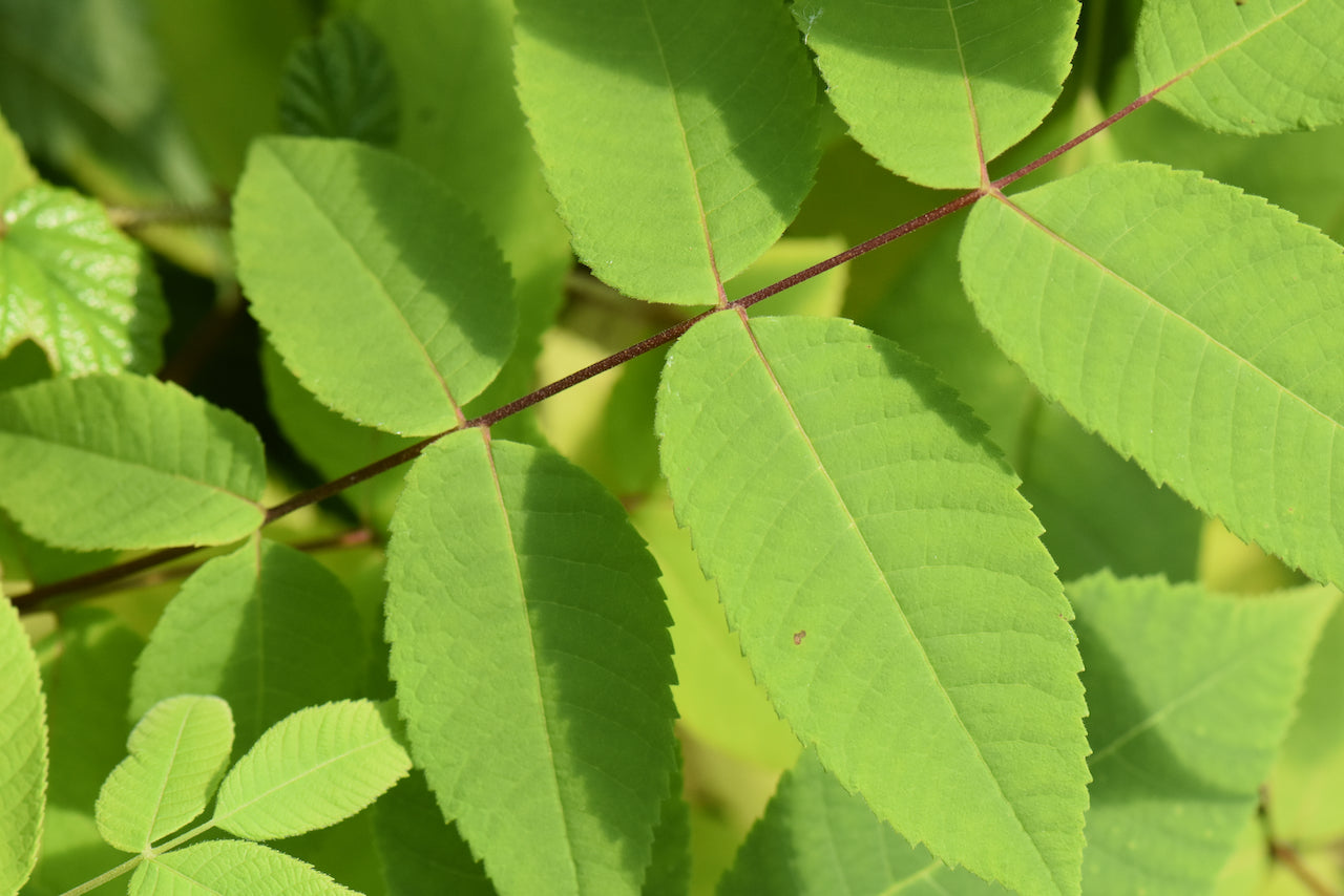 Juglans cinerea (Butter Nut)