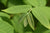 Juglans hindsii (Northern California Black Walnut)