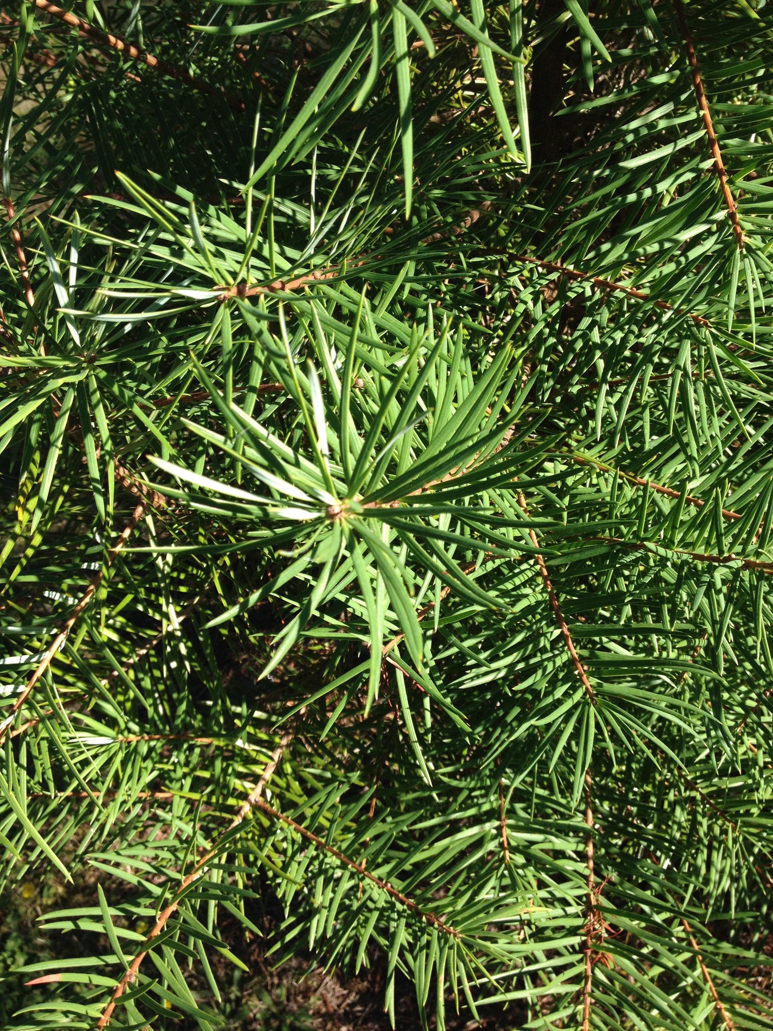 Keteleeria evelyniana  (Yunnan Youshan)