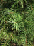 Keteleeria evelyniana  (Yunnan Youshan)