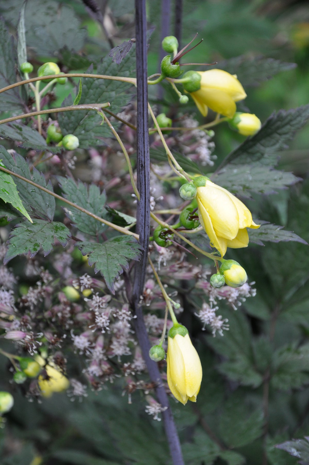Kirengeshoma palmata (Herbaceous Hydrangea)