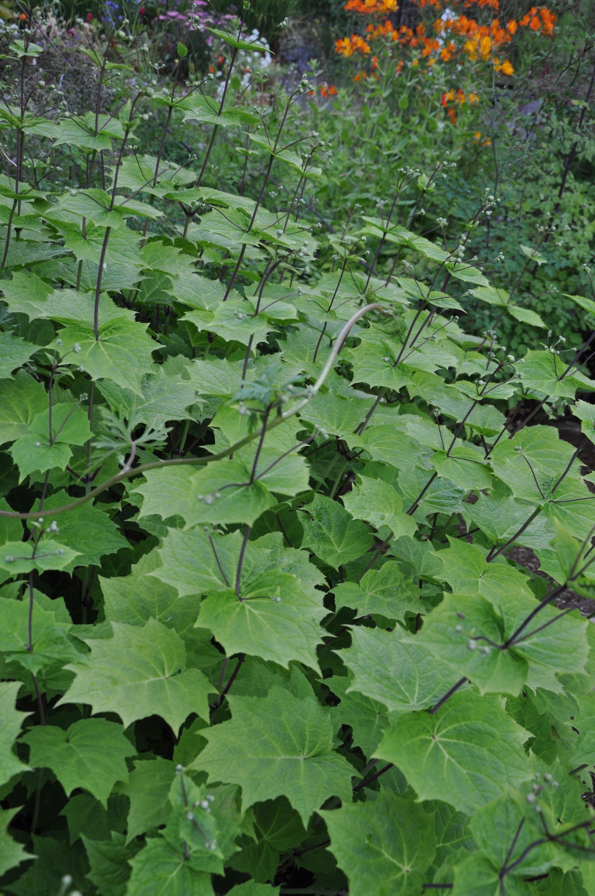 Kirengeshoma palmata (Herbaceous Hydrangea)