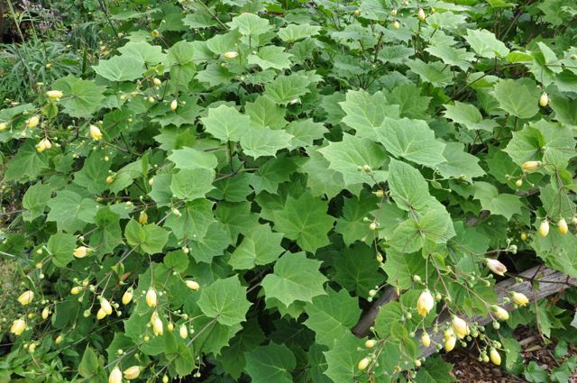 Kirengeshoma palmata (Herbaceous Hydrangea)