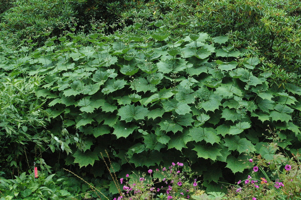 Kirengeshoma palmata (Herbaceous Hydrangea)