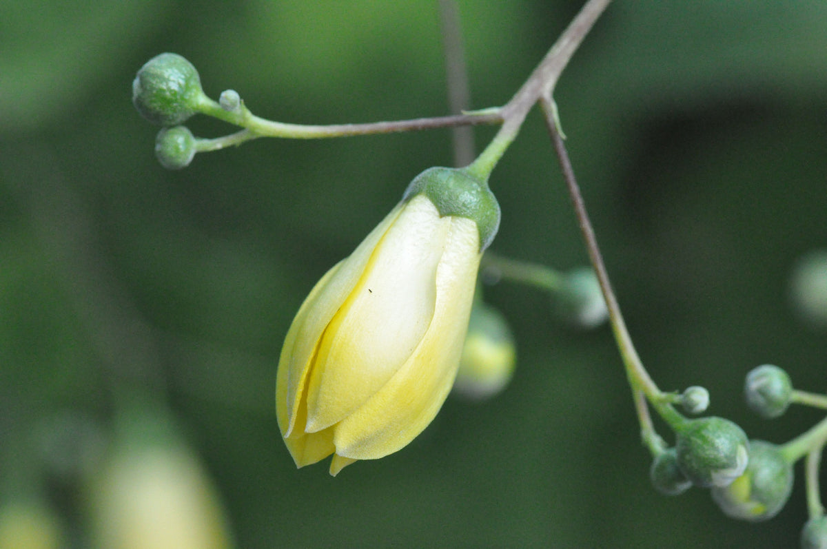 Kirengeshoma palmata (Herbaceous Hydrangea)