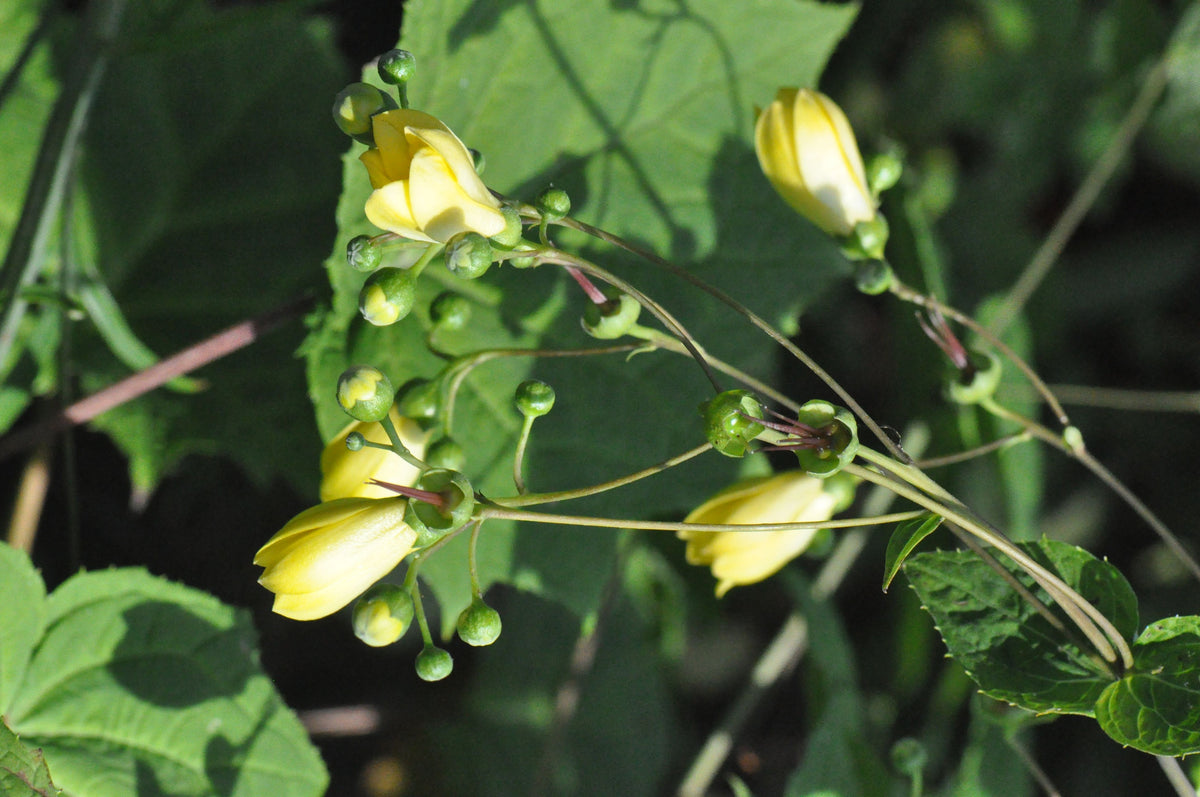 Kirengeshoma palmata (Herbaceous Hydrangea)