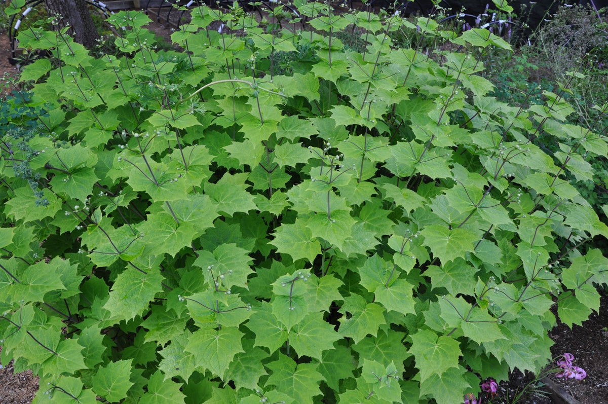 Kirengeshoma palmata (Herbaceous Hydrangea)