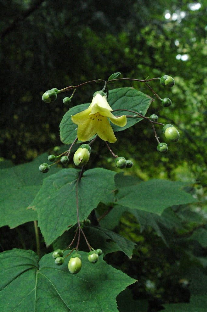Kirengeshoma palmata (Herbaceous Hydrangea)