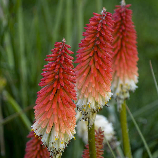 Kniphofia Winners Club &#39;High Roller&#39; PPAF (Red Hot Poker)