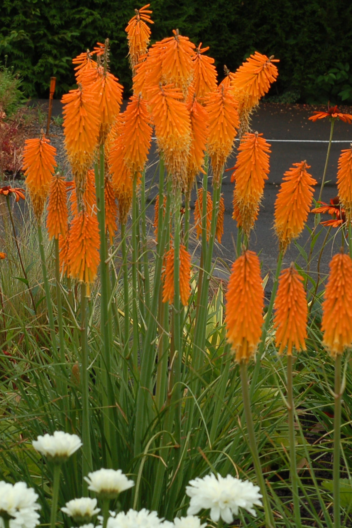 Kniphofia &#39;Mango Popsicle&#39; (Red Hot Piker)