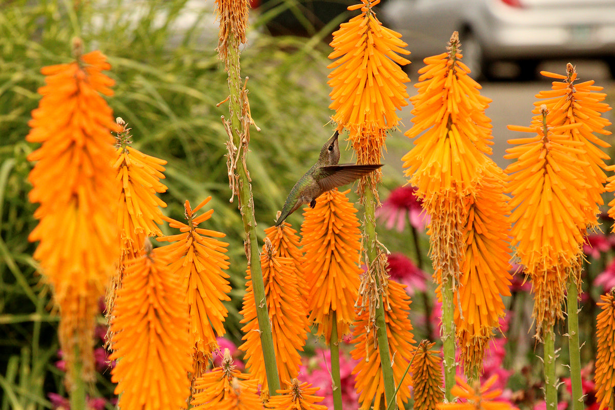 Kniphofia &#39;Mango Popsicle&#39; (Red Hot Piker)