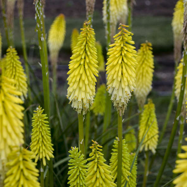 Kniphofia PYROMANIA &#39;Flashpoint&#39; PPAF CPBRAF (Red Hot Poker)